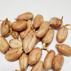 땅콩 싹 50g (Arachis Hypogaea (Peanut) Sprout) 국산-청주