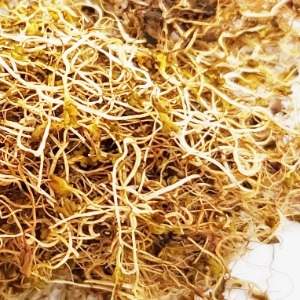 무 싹 50g (Raphanus Sativus (Radish) Sprout) 국산-청주