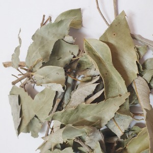 참가시나무잎 50g (Quercus Salicina Leaf) 국산-청주