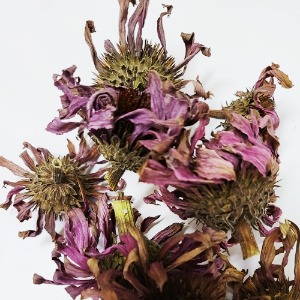 에키네시아꽃 50g (Echinacea Angustifolia (Purple Cone) Flower) 국산-청주