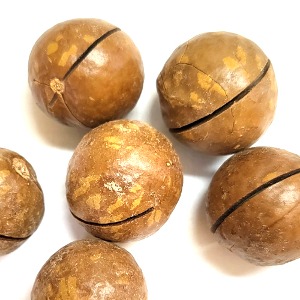마카다미아씨(열매) 50g (Macadamia Ternifolia Seed) 호주