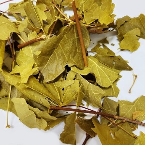 설탕단풍  전초 50g (Acer Saccharum (Sugar Maple)) 국산-청주