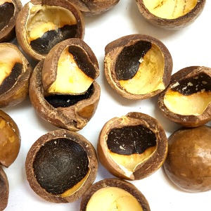 마카다미아씨껍질 50g (Macadamia Ternifolia Seed Shell) 호주