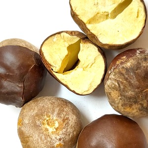 가시칠엽수씨 50g (Aesculus Hippocastanum (Horse Chestnut) Seed) 국산-청주