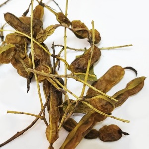 회화나무 열매 50g (Sophora Japonica Fruit) 국산-청주