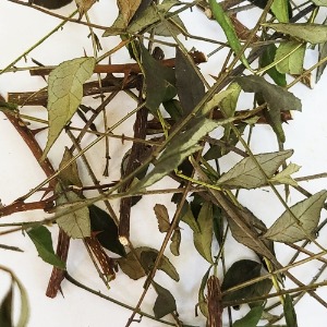 산초나무 잎 50g (Zanthoxylum Schinifolium Leaf) 국산-청주