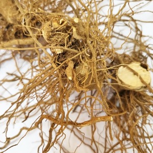 고추 뿌리 50g (Capsicum Annuum Root) 국산-청주