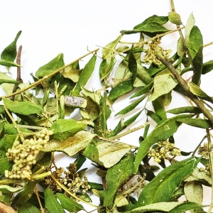 초피나무 꽃 50g (Zanthoxylum Piperitum Flower) 국산-청주