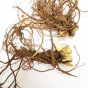 애기똥풀 뿌리 50g (Chelidonium Majus Root) 국산-청주