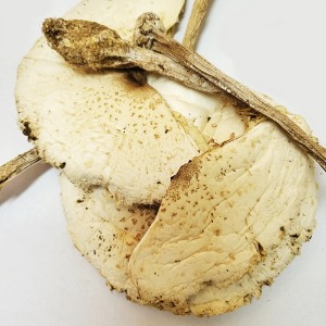 큰갓버섯 50g (Macrolepiota procera) 국산-청주