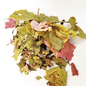 유럽개암잎 50g (Corylus Avellana (Hazelnut) Leaf) 국산-청주