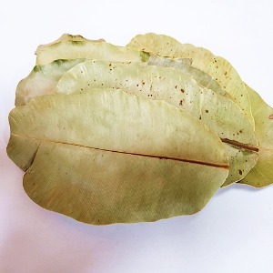 호동(타마누) 잎 50g (Calophyllum Inophyllum Leaf) 스리랑카산