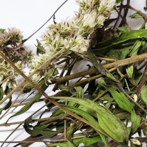 골등골나물 전초 50g (Eupatorium Lindleyanum) 국산-청주