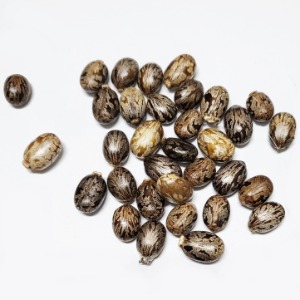 피마자(아주까리)씨 50g (Ricinus Communis (Castor) Seed) 국산-청주