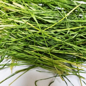 밀 싹 50g (Triticum Vulgare (Wheat) Sprout) 국산-청주