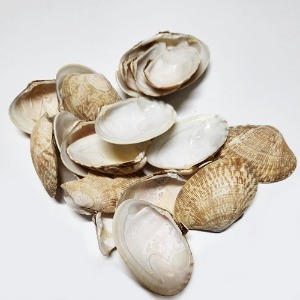 모시조개(가무락조개) 껍질 50g (Cyclina sinensis Shell) 국산