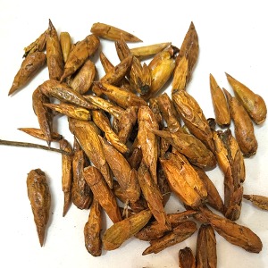 화이트포풀러싹 50g (Populus Tremuloides Bud) 불가리아