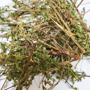개똥쑥 전초 50g (Artemisia Annua) 국산-청주