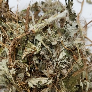 참쑥순 50g (Artemisia Lavandulaefolia Sprout) 국산-청주