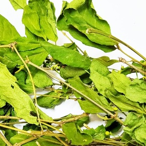 화살나무 꽃/잎 50g (Euonymus alatus Flower/Leaf) 국산-청주