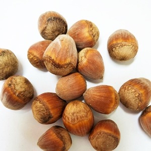 개암나무열매 50g (Corylus heterophylla Seed) 국산-청주