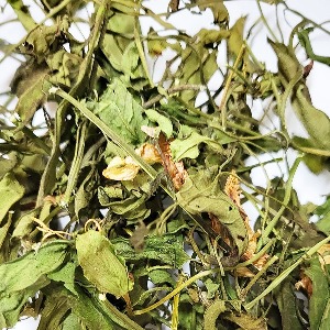 메꽃(전초) 50g (Calystegia pubescens) 국산-청주