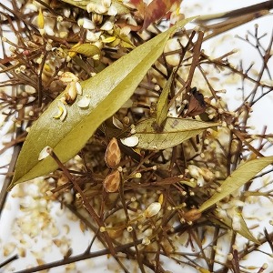 남천꽃 50g (Nandina domestica) 국산-안면도