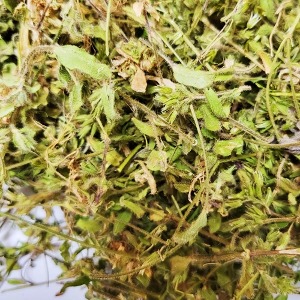 점나도나물(전초) 50g (Cerastium Fontanum) 국산-청주