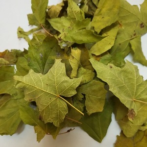 설탕단풍잎 50g (Acer Saccharum (Sugar Maple)Leaf) 국산-청주