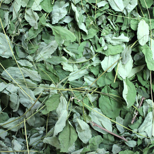 아까시나무 잎 1kg (Robinia Pseudoacacia Leaf) 국산