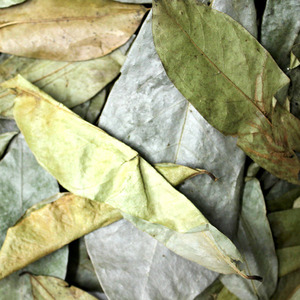 가시여지(그라비올라) 잎 1kg (Annona Muricata(Graviola) Leaf) 인도네시아산